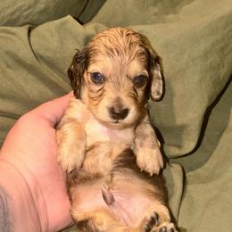 Sampson - Cream male Dachshund puppy in Hornbeck, Louisiana from A&Z Mini Dachshunds