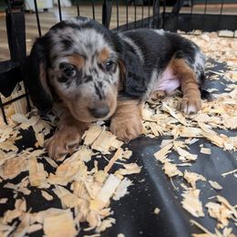 Dapple - Dapple male Dachshund puppy in Spring Hope, North Carolina from Hogan’s Lowrider Hounds