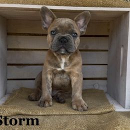 Storm - Blue male French Bulldog puppy in Blaine, California from Luvafrenchbulldog