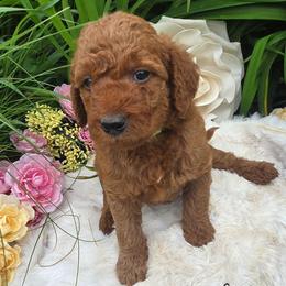 Copper - Red male Labradoodle puppy in Clinton, Ohio from P&L Doodles