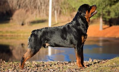 Adult rottweiler standing in a stacked position outside