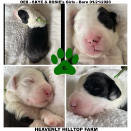 Goldendoodle, Old English Sheepdog, Poodle, and Sheepadoodle Puppies from Heavenly Hilltop Farm