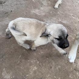 Spike - Yellow male Black Mouth Cur puppy in Warsaw, Missouri from Heritage Cow Dogs