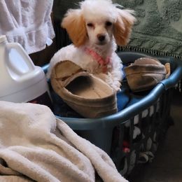 Poodle All Grown Up from Oodlesofpoodles