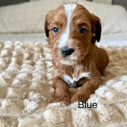 Blue - Red  female Goldendoodle puppy in Orangevale, California from Ugly Dad Doodles