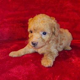 HOUSTON ( LEVI ) - Apricot male Maltipoo puppy in Palmdale, California from J Designer Puppies