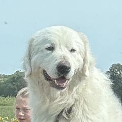 Bear - Maremma Sheepdog