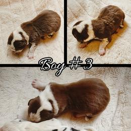Boy 3 - Liver and white male Cardigan Welsh Corgi puppy in Natchitoches. La, Louisiana from Bleu Bayou Corgis