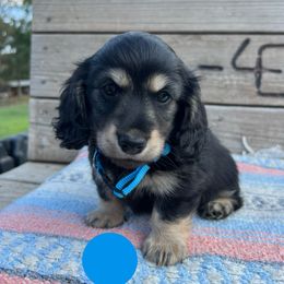 Black and cream boy - Black and cream male Dachshund puppy in Greasy, Oklahoma from 4E Dachshunds