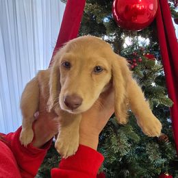 Canelo - Cream male Dachshund puppy in Hesperia, California from VOM HAUSE Imperial