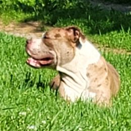 Alapaha Blue Blood Bulldog All Grown Up from Rebel Soul Kennel