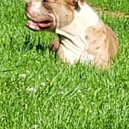 Alapaha Blue Blood Bulldog All Grown Up from Rebel Soul Kennel