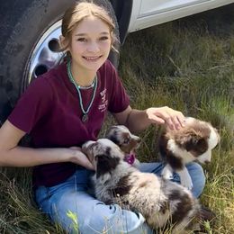 Miniature Australian Shepherd puppies from Reeds Cattle Co.