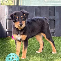 Tru - Black tri-color female Australian Shepherd puppy in Oak Hill, Florida from Swingin T Ranch LLC