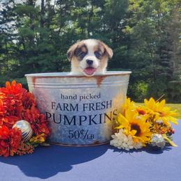 American Corgi and Pembroke Welsh Corgi Puppies from The Adirondack Corgi