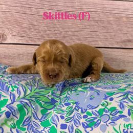 Skittles - Caramel female Australian Labradoodle puppy in Silver Spring, Maryland from Potomac Australian Labradoodles