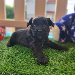 Ppm4 - Black and white male Chinese Crested puppy in New Castle, Pennsylvania from Long Haul Cresteds & Long Rotts