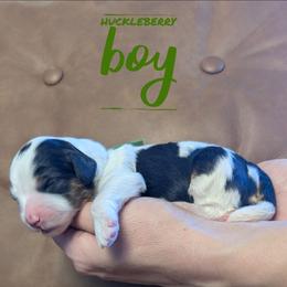 Huckleberry - Tri-color male Bernedoodle puppy in Cambridge, Minnesota from Country Meadow Doodles