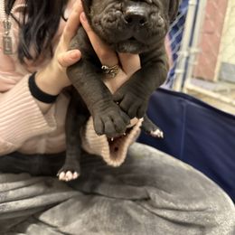 Orange collar male - Black male Boerboel puppy in Rockford, Illinois from Adoraboerboels