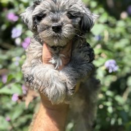 Blueberry - Merle male Yorkipoo puppy in Henderson, North Carolina from Dorans Danes and Doodles