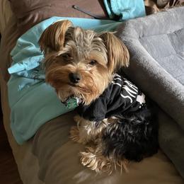 Yorkshire Terrier Puppies from Buddha Babies Yorkshire Terriers