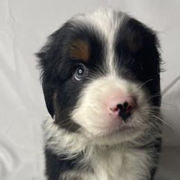 Tank - Black tri-color Australian Shepherd puppy in Quinlan, Texas from Murphy Ranch Australian Shepherds