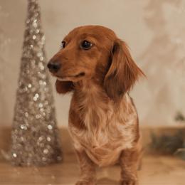 Dachshund puppies from Mavericks Mini Dachshunds