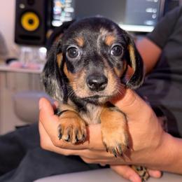 King - Dapple male Dachshund puppy in Los Angeles, California from Dachshunds of the Desert
