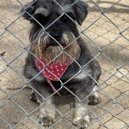 Herschel - Salt and pepper male Miniature Schnauzer puppy in Alabama from Little River Miniature Schnauzers