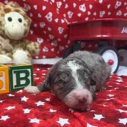 Cockapoo, Cocker Spaniel, and Poodle Puppies from MoonShine Babies Cockapoos and Poodles