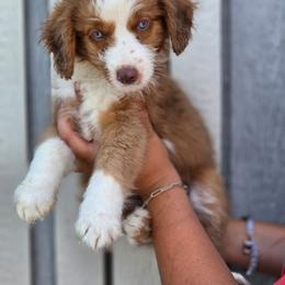Queso - Apricot female Aussiedoodle puppy in Lithia, Florida from Waterford Doodle Farm