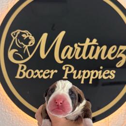 Boy 2 - Brindle male Boxer puppy in Orlando, Florida from Martinez AKC Boxers of Central Florida