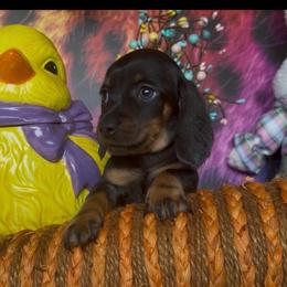 Dragonfly - Red male Dachshund puppy in Floresville, Texas from Muddy River Dachshunds