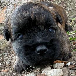 Flint - Brindle male Cairn Terrier puppy in St. Joseph, Missouri from Stone & Thistle Cairn Terriers