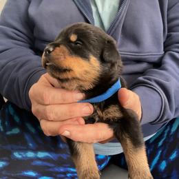 Boy 1 - Black and mahogany male Rottweiler puppy in Cartersville, Virginia from Vom Heldenhaft Rottweilers