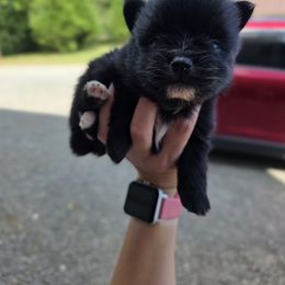 Squirt - Black male Pomeranian puppy in Chattanooga, Tennessee from Valley Poms