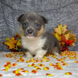 Boy 2 - Black and tan male Pembroke Welsh Corgi puppy in Surprise, Arizona from Ruff and Rowdy Corgis
