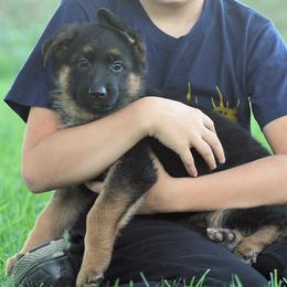 German Shepherd Puppies from Valiant Shepherds