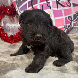 Sawyer - Liver male Miniature Schnauzer puppy in Lufkin, Texas from C&K’s Schnauzer House