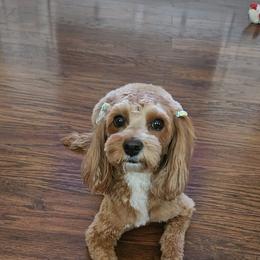 Maya - Cavapoo