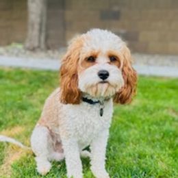 Cap - Cavapoo