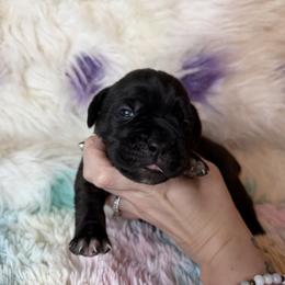 Gray collar - Black brindle female Cane Corso puppy in Opelousas, Louisiana from Azelees Cane Corso