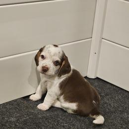 Daisy - Brown and white female Beagle puppy in Royse City, Texas from Lonestar Beagles