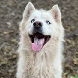 Tully - Siberian Husky