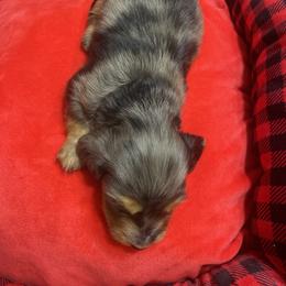 Dachshund Puppies from KW’s Doxies