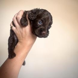 Jett - Brown male Cockapoo puppy in 77304, Texas from Little Valley Puppies