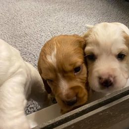 English Cocker Spaniels and Labrador Retrievers from FR Labs