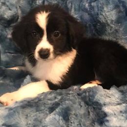 Miniature Australian Shepherds and Toy Australian Shepherds from Blue Meadow Aussies