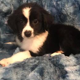 Miniature Australian Shepherds and Toy Australian Shepherds from Blue Meadow Aussies