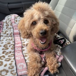 Cocoa - Poodle